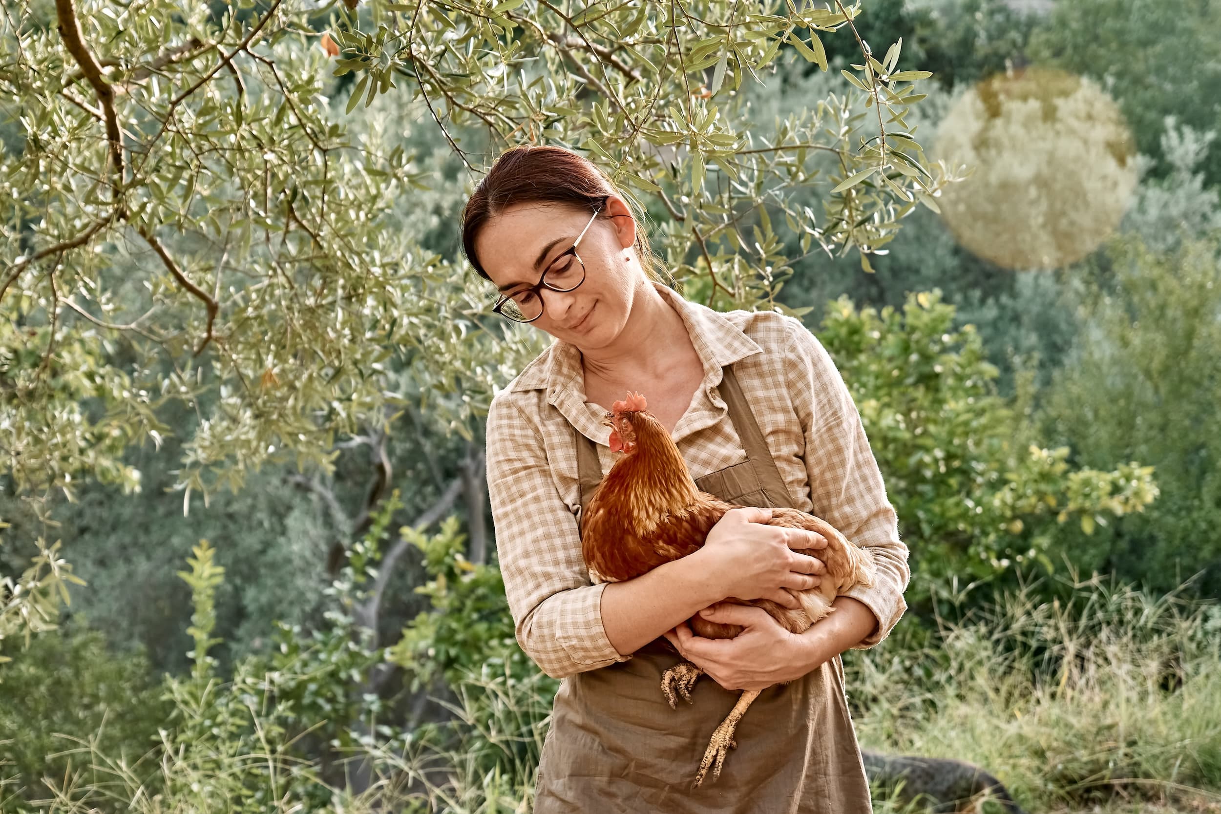 Une éleveuse dans son verger porte une poule rousse