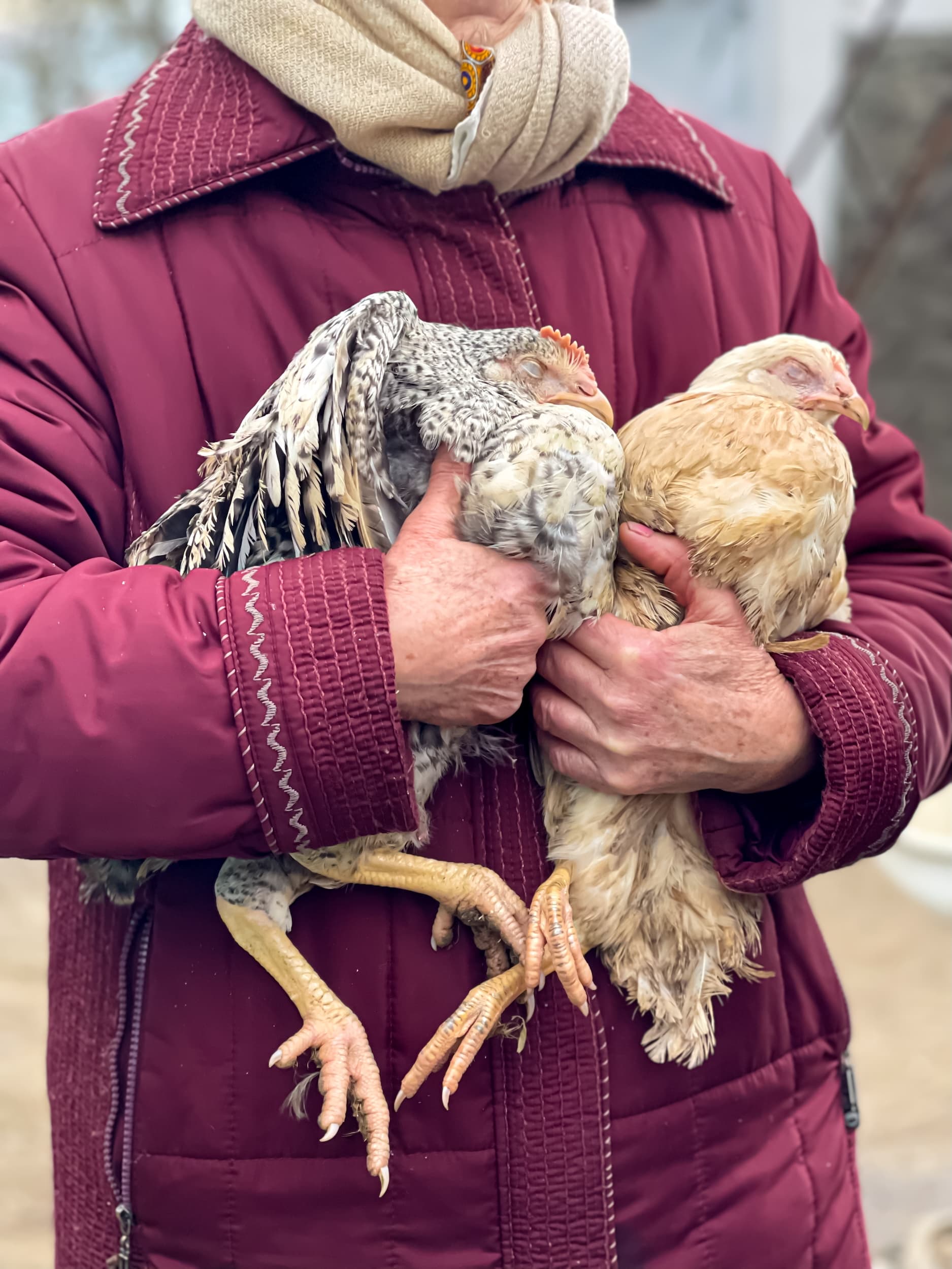 Un éleveur cajole tendrement deux de ses poules