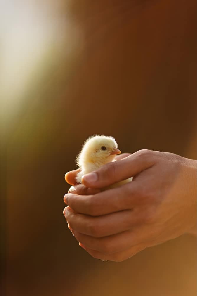 Poussin tenu délicatement dans des mains