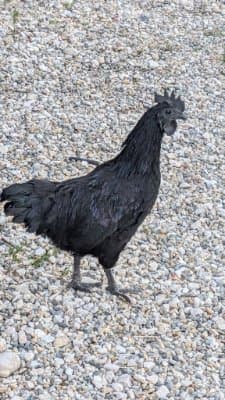 Ferme des Chaumes