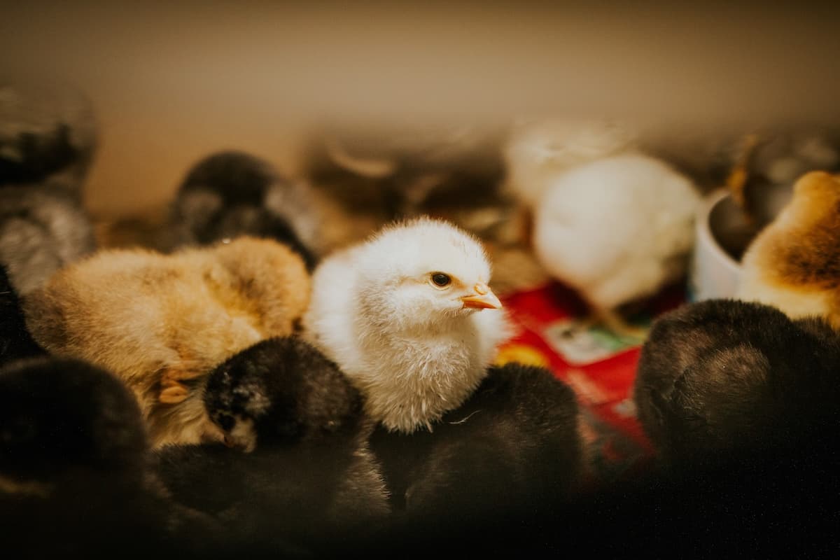 Comment faire éclore des œufs fécondés : le guide complet