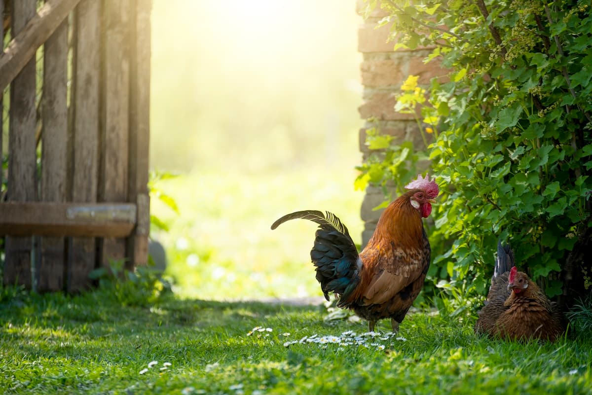 Distance minimale entre poulailler et voisinage : ce que dit la loi