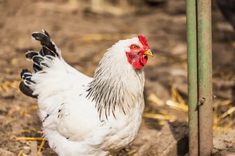La Poule Brahma : Le Géant Doux de la Basse-Cour
