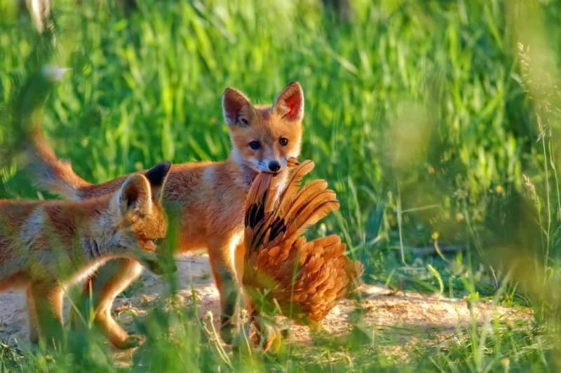 Comment Mettre en Sécurité ses Poules : Guide Pratique et Efficace
