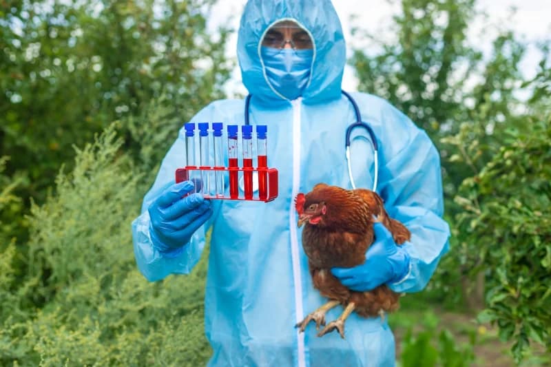 Grippe Aviaire 2026 : Puis-je encore vendre mes œufs fécondés ?