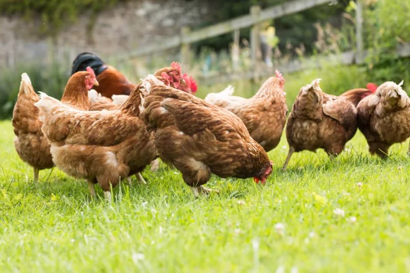 Vous avez plus de 100 poules ? Voici ce que dit la loi