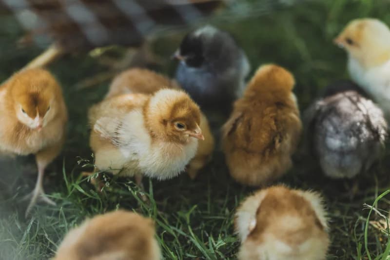 Pourquoi mes poussins meurent