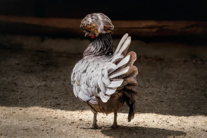 Quelle race de poule choisir ? Le guide complet 2026 selon vos besoins