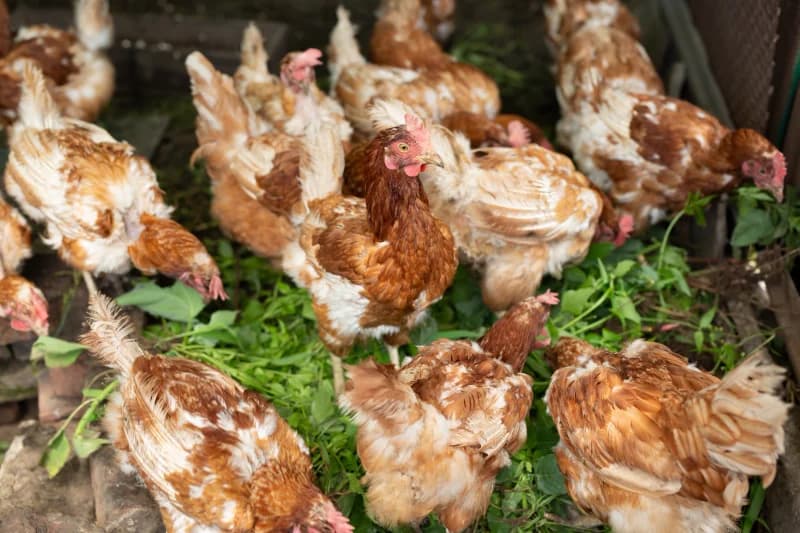 Le Picage chez les Poules : Comprendre, Prévenir et Agir