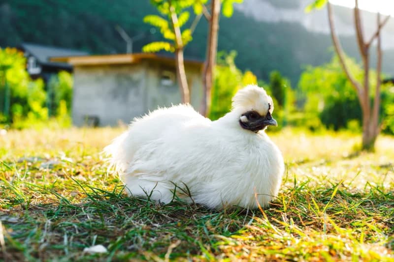 La Poule Soie : la star du poulailler qui ressemble à une peluche