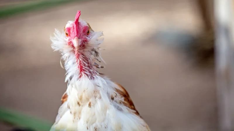 Poux rouges du poulailler : le guide complet pour les détecter, les éliminer (et surtout les prévenir)