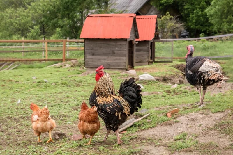 Les 10 erreurs des débutants en aviculture (et comment les éviter)