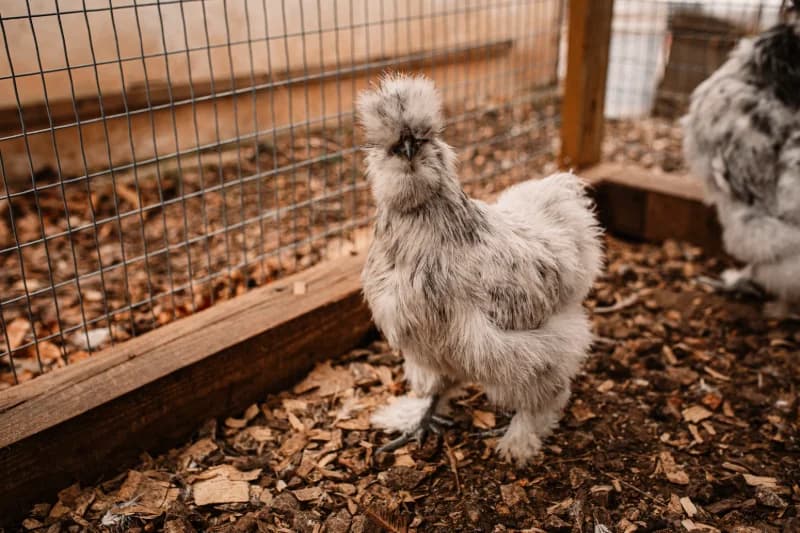Silkie US vs Poule Soie française : quelles différences ? Le guide complet