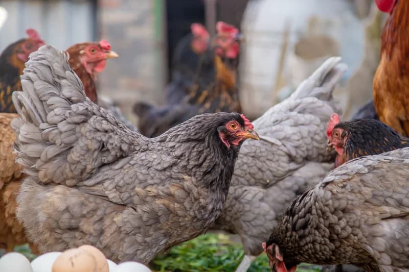 Grippe aviaire : le risque passe à « négligeable » le 3 juin 2026 — ce qui change pour votre basse-cour