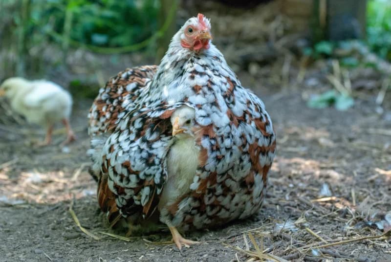 Poule Pékin : caractère, ponte, élevage et prix de la plus craquante des poules naines