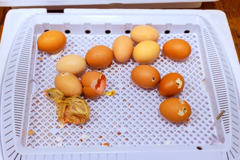 Quand vos poussins vont-ils éclore ? Le calculateur d'incubation gratuit (et le calendrier complet)