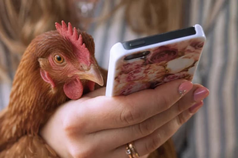 L'application CotCot'Minute : installez-la et ne ratez plus un retour en stock d'oeufs fécondés