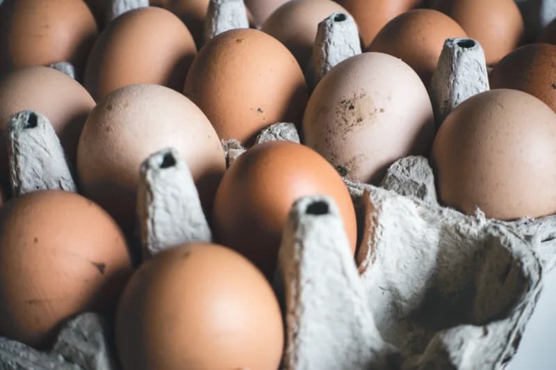Recherche inversée : ne cherchez plus vos oeufs fécondés, les éleveurs viennent à vous