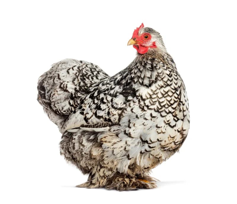 La poule Cochin : caractère, ponte et élevage de la géante au plumage de soie