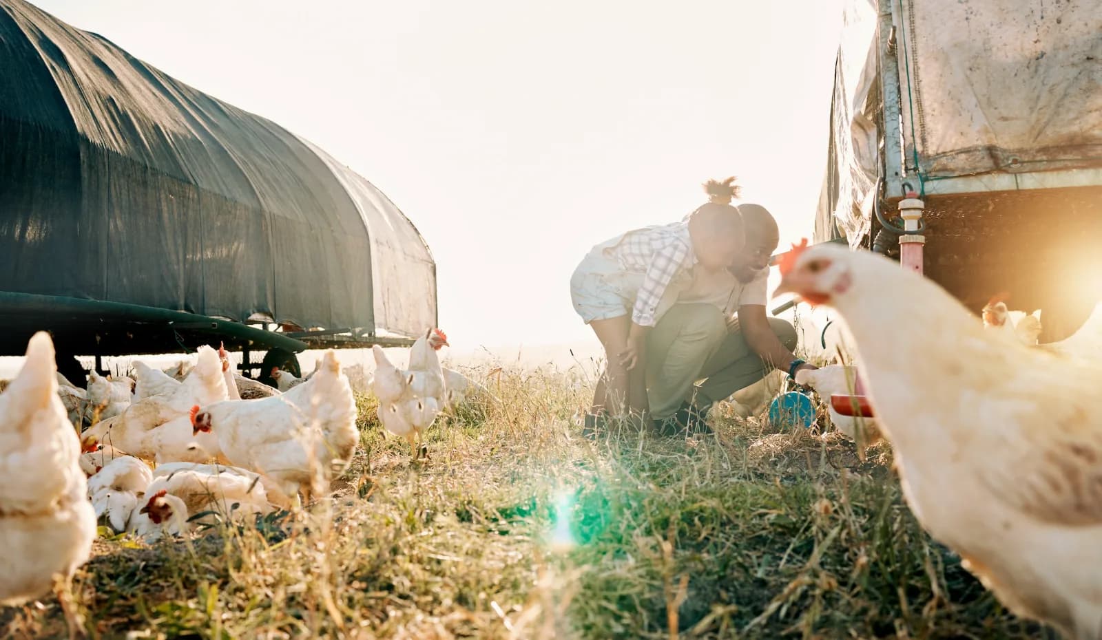 Vermifuger ses poules : quand le faire, comment, et avec quoi (naturel ou vétérinaire)