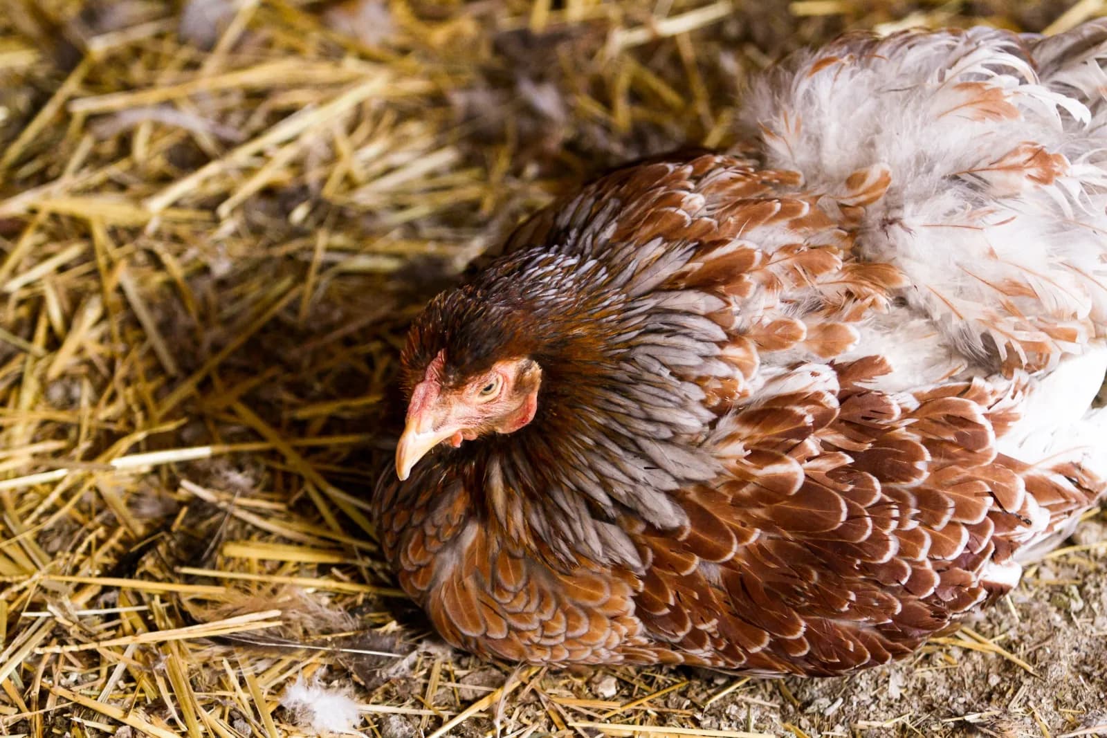 Mue des poules : pourquoi elles perdent leurs plumes et arrêtent de pondre à l'automne