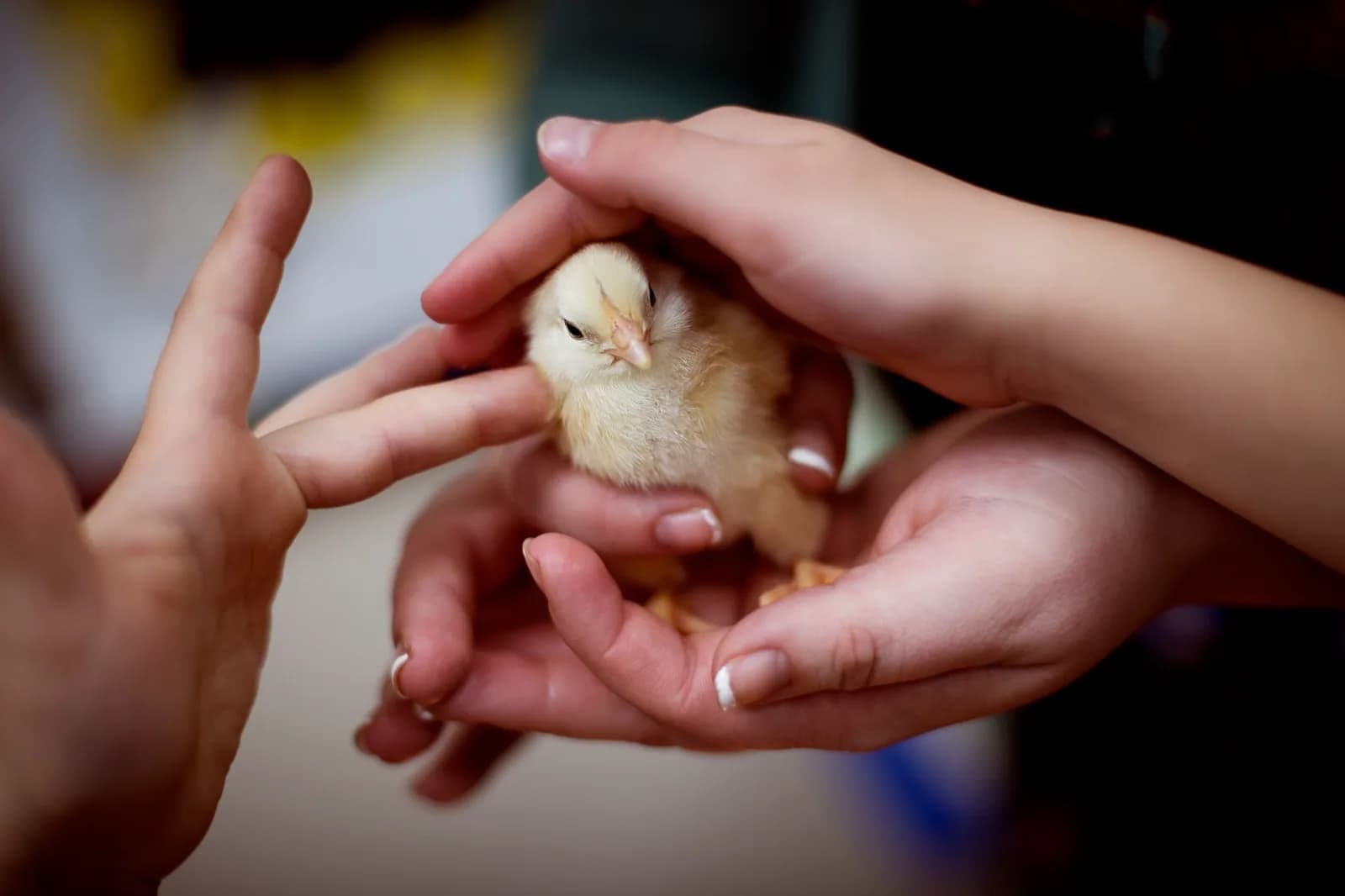 Acheter ou adopter un poussin ou un jeune coq en ligne : comment ça marche sur CotCot'Minute