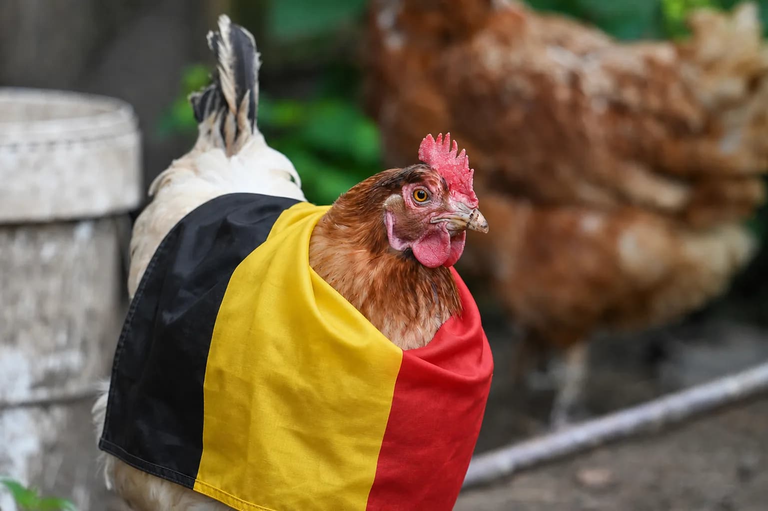 Oeufs fécondés en Belgique : acheter et expédier entre la France et la Belgique sur CotCot'Minute