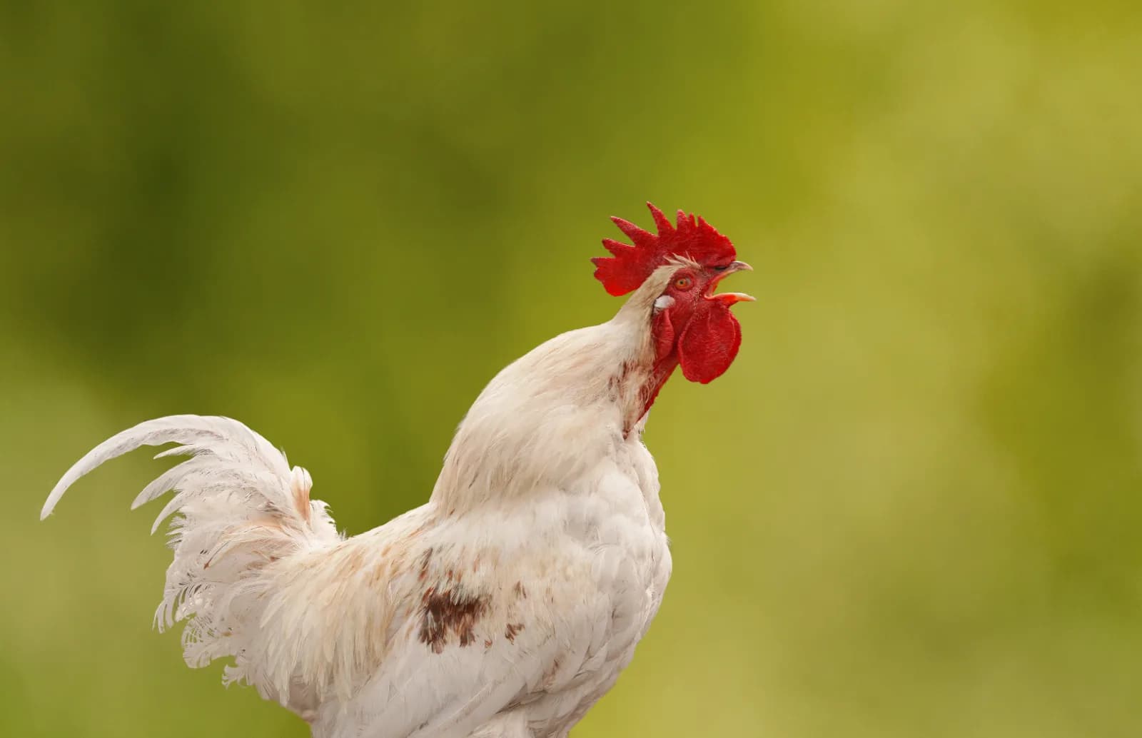 Coq qui chante et voisinage : ce que dit vraiment la loi