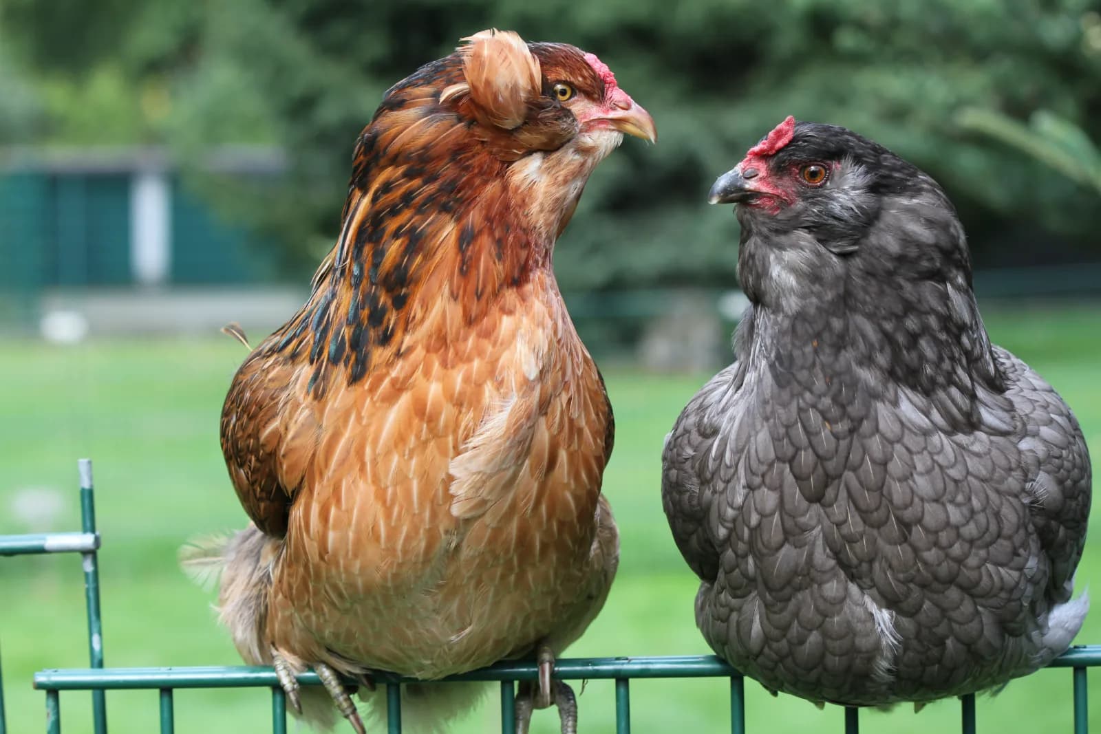 La poule Araucana : la pondeuse d'oeufs bleus au caractère rustique