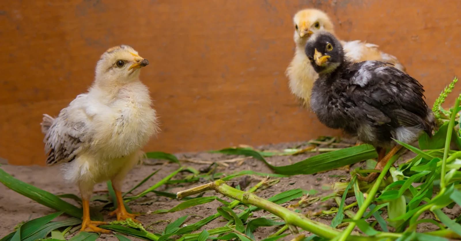 Poule ou coq ? Comment reconnaître le sexe d'un poussin