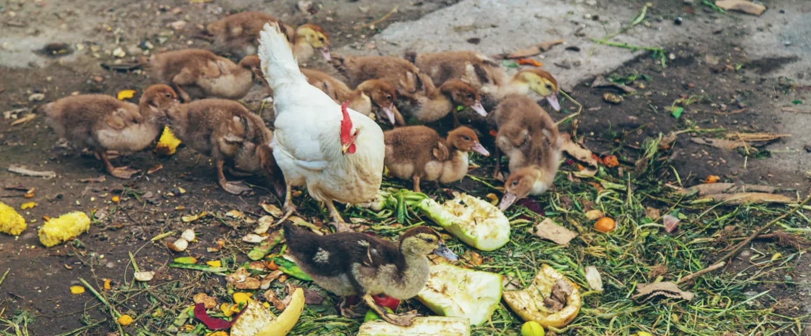 Que donner à manger à ses poules ? Le guide complet (et les aliments interdits)