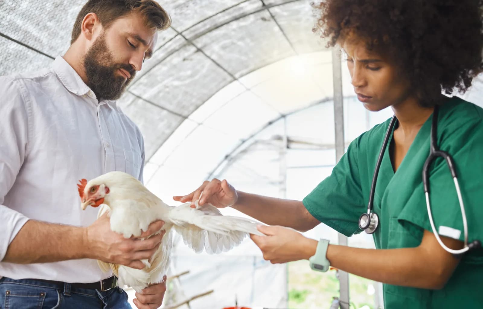 Poule malade : reconnaître les symptômes et savoir quand s'inquiéter
