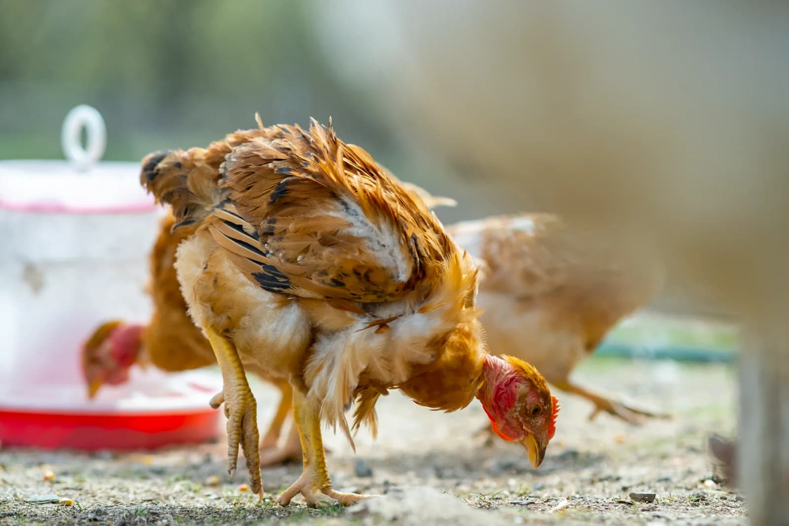 Ma poule perd ses plumes : les 6 causes possibles et que faire dans chaque cas