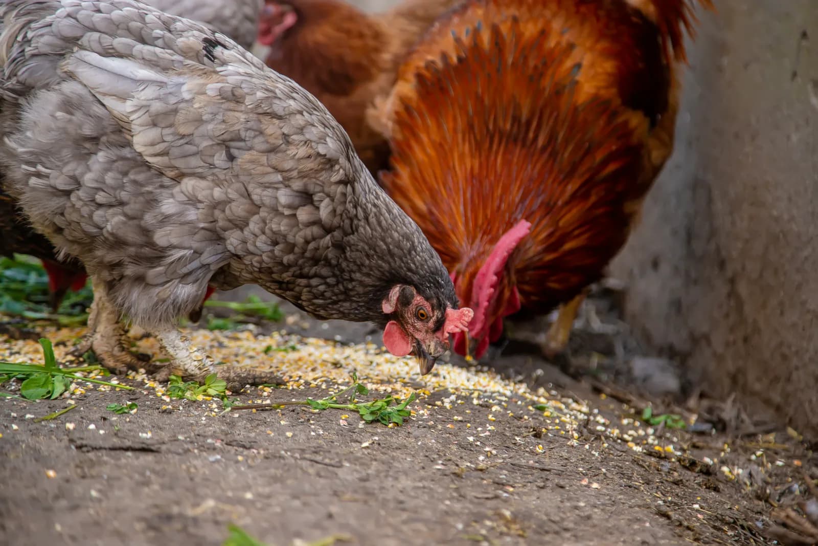 Remèdes naturels pour les poules : ce qui marche vraiment (et les 7 mythes à oublier)