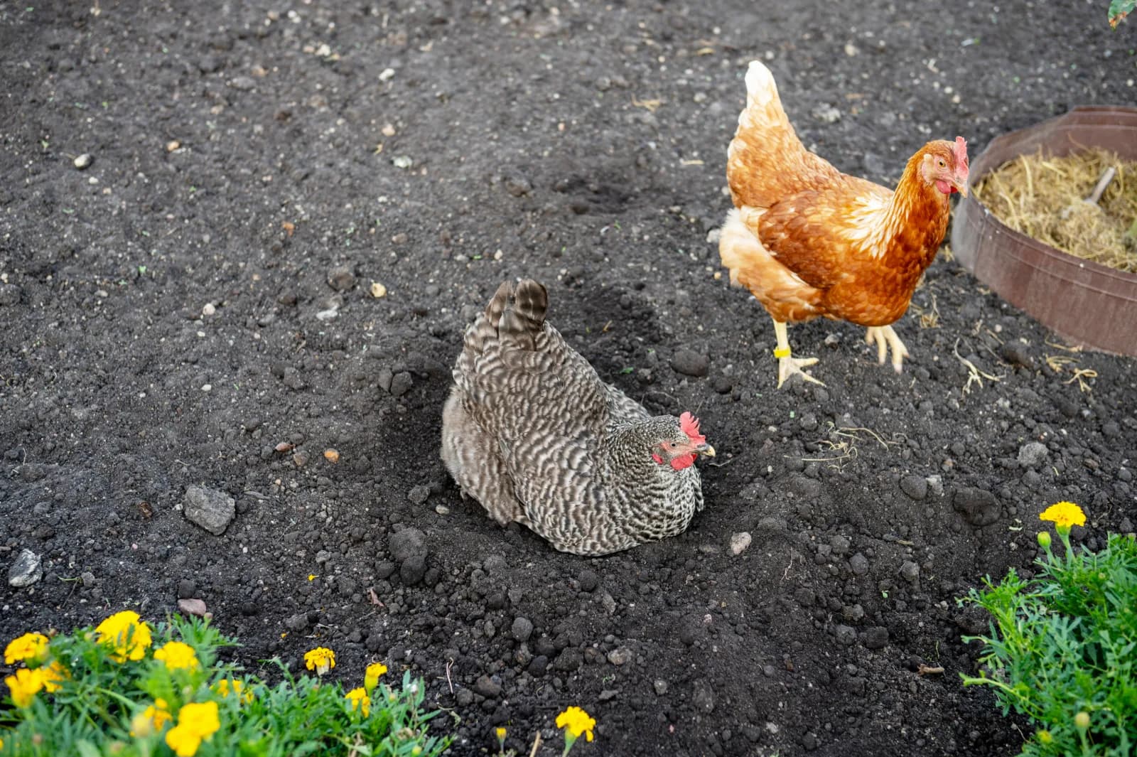 Vermifuger ses poules : quand le faire, comment, et avec quoi (naturel ou vétérinaire)