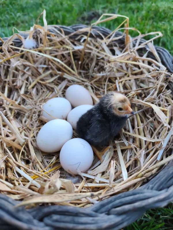 Oeufs fécondés de Vorwerk 