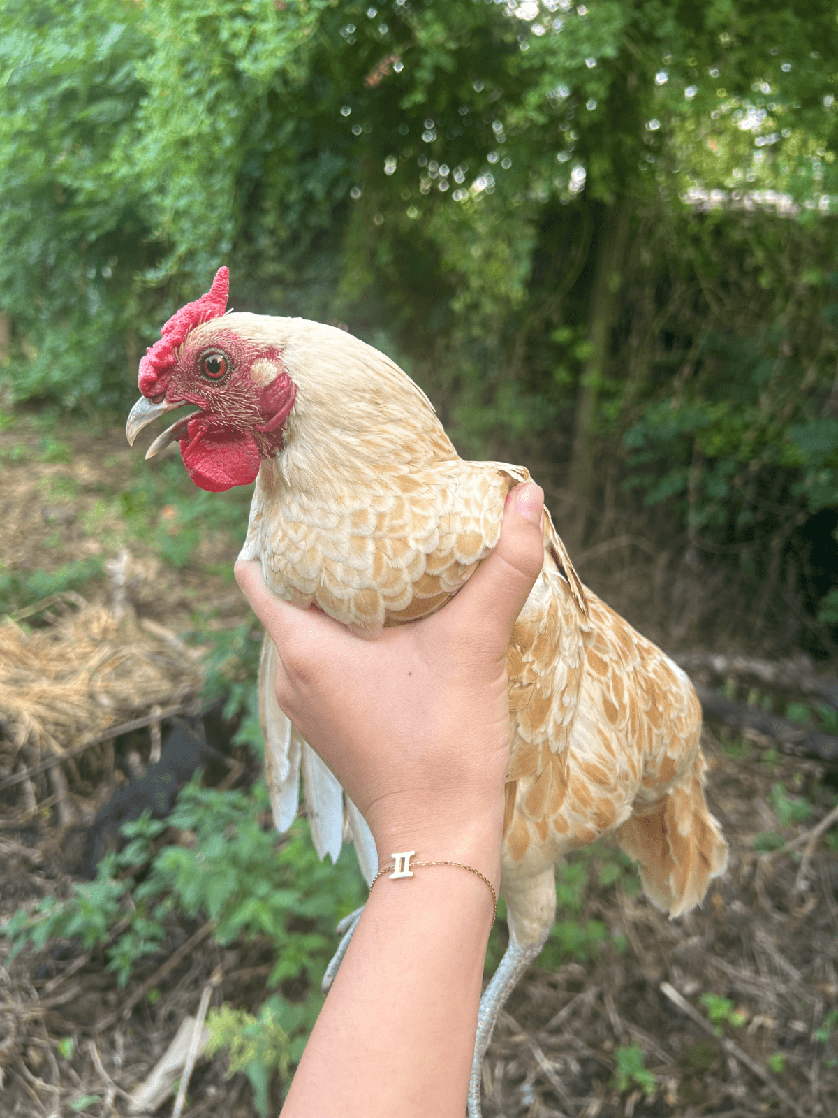 Œufs fécondés de sebright