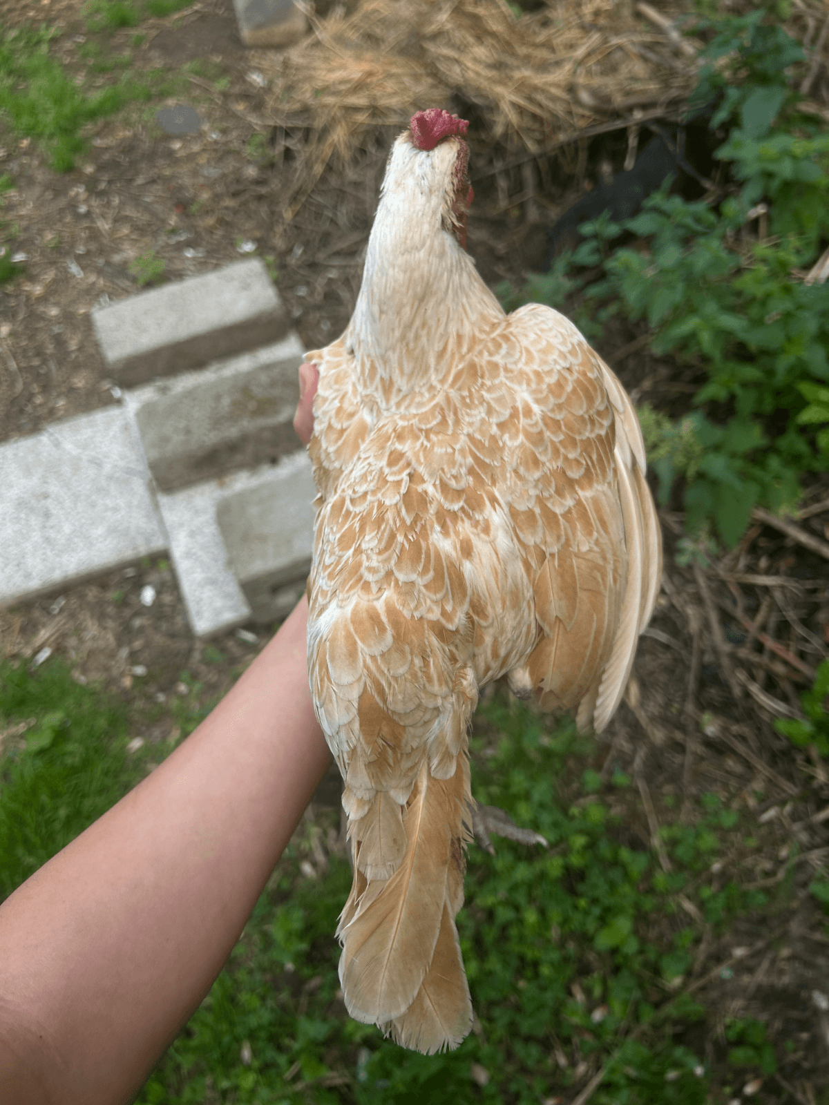 Œufs fécondés de sebright