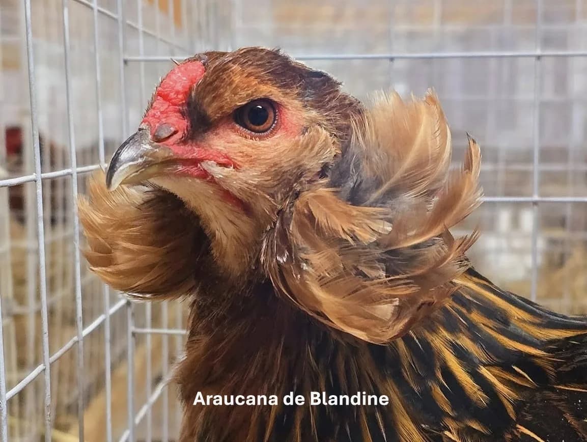 Œuf "BIO" Araucana à toupets saumon doré