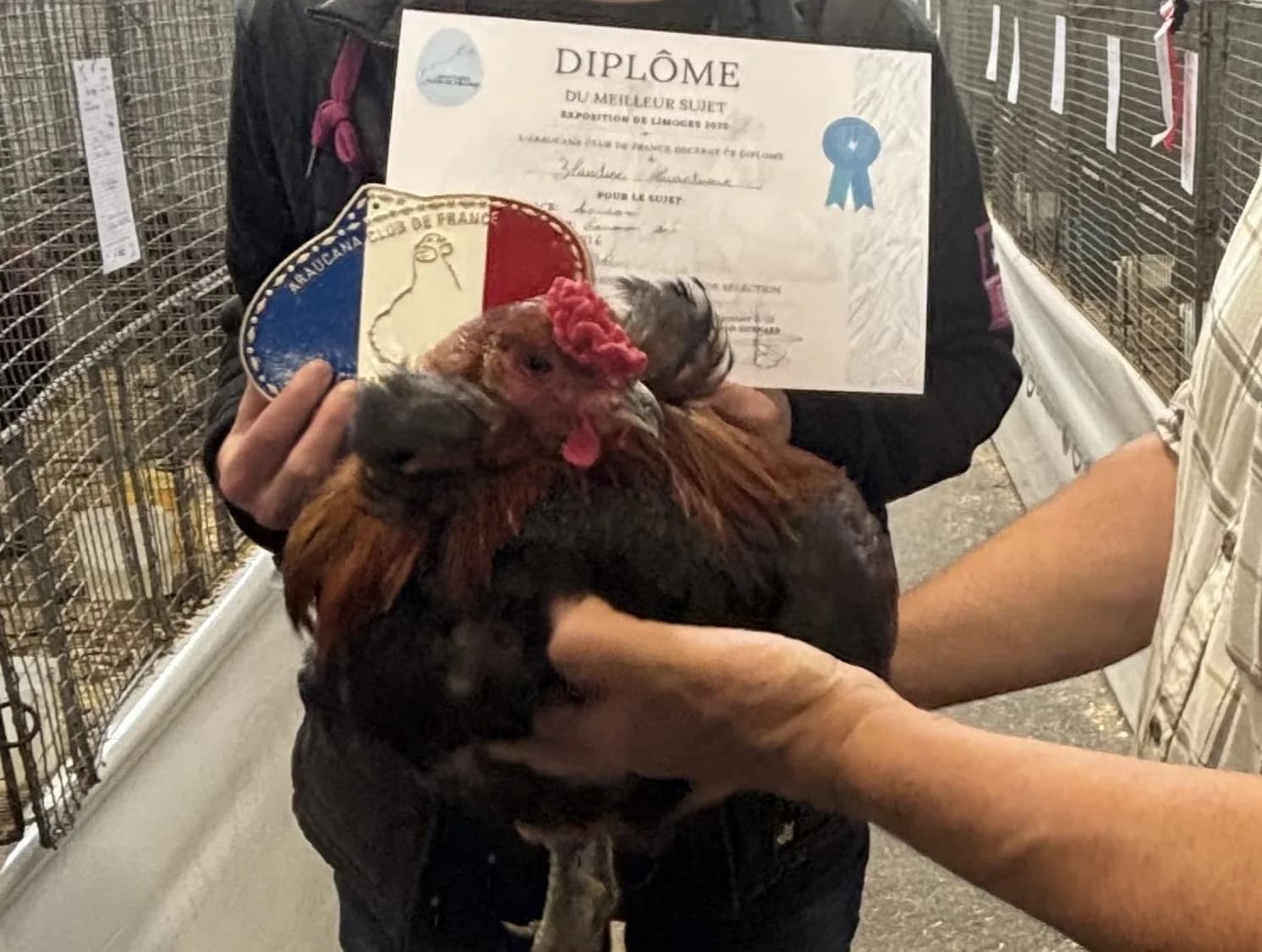 Œuf "BIO" Araucana à toupets saumon doré