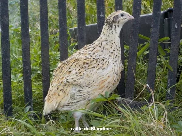 oeuf "BIO" caille céladon