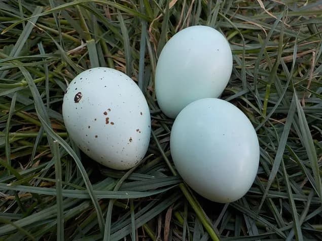 oeuf "BIO" caille céladon