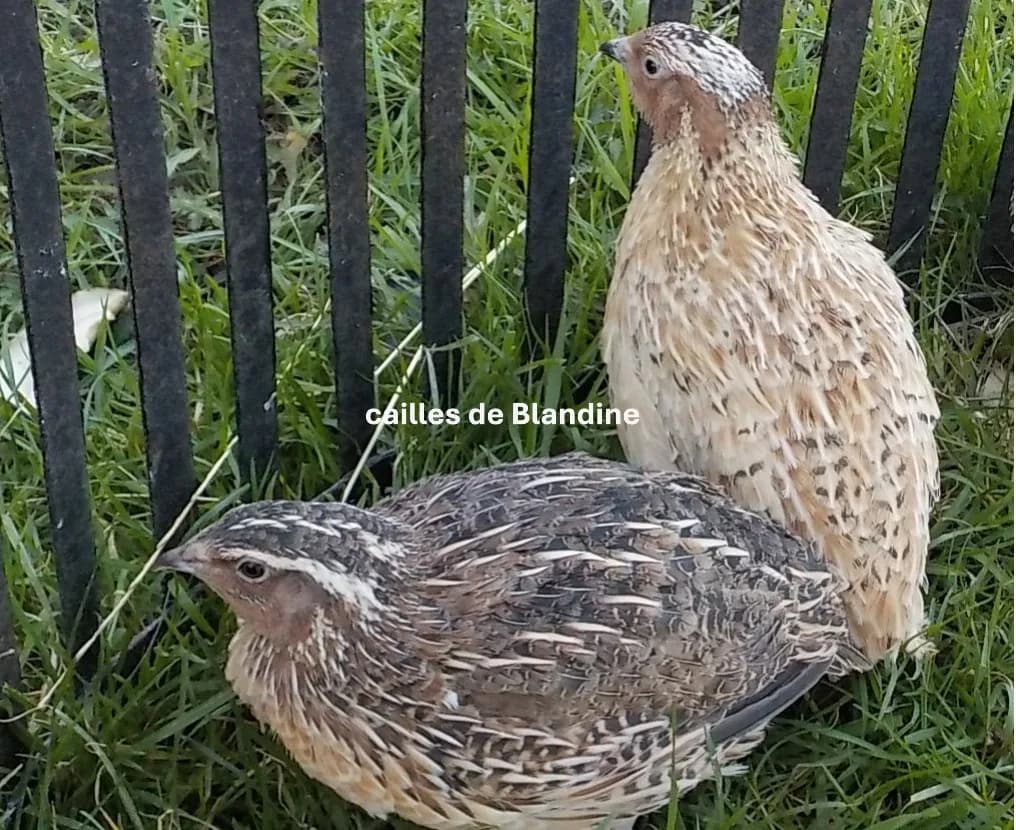 oeuf "BIO" caille céladon