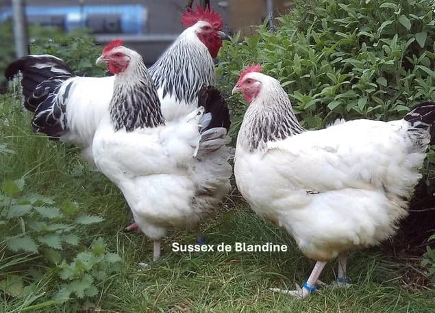 Œuf "BIO" Sussex Blanc Herminé Noir