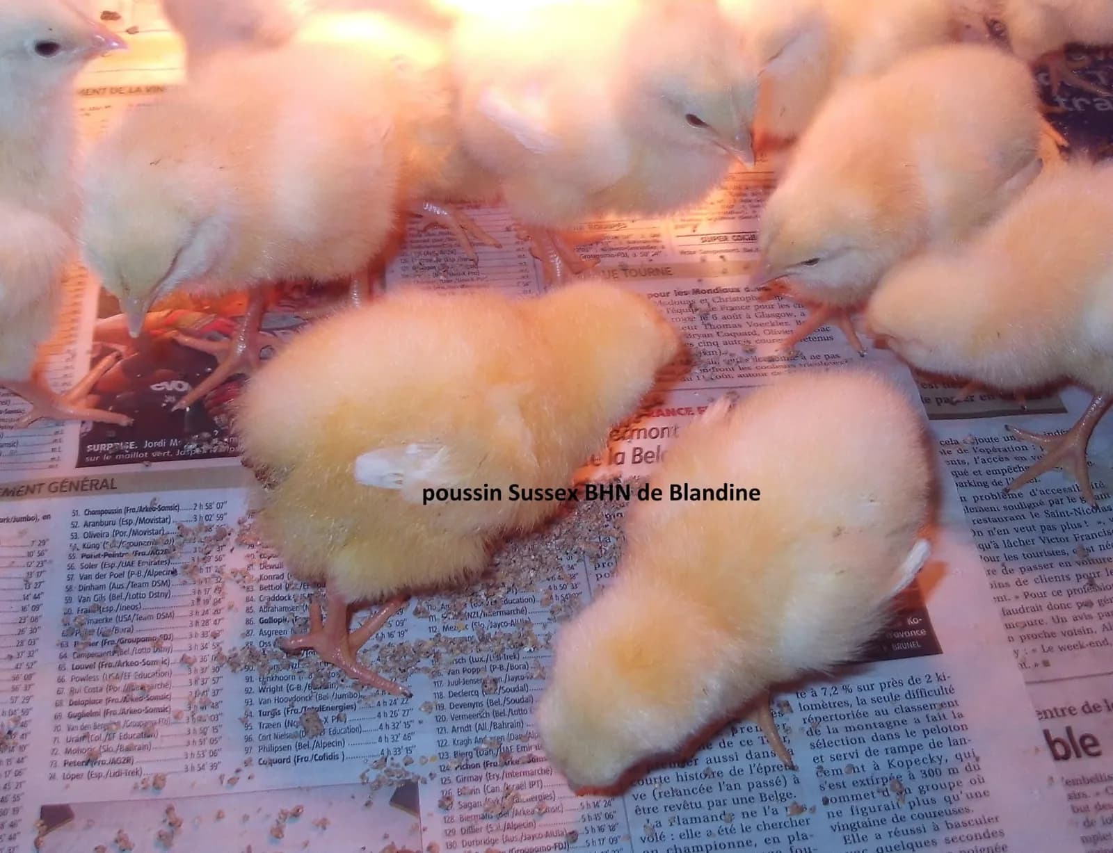 Poussin Sussex BHN pure race 