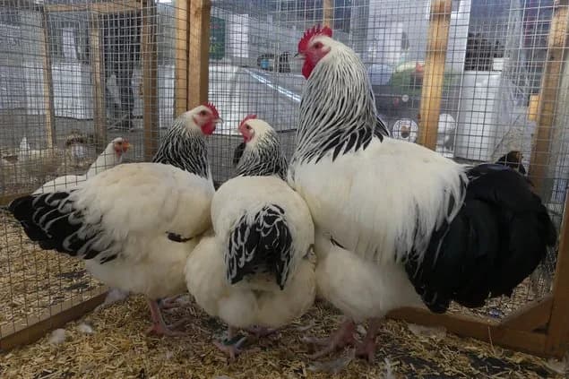 Œuf "BIO" Sussex Blanc Herminé Noir