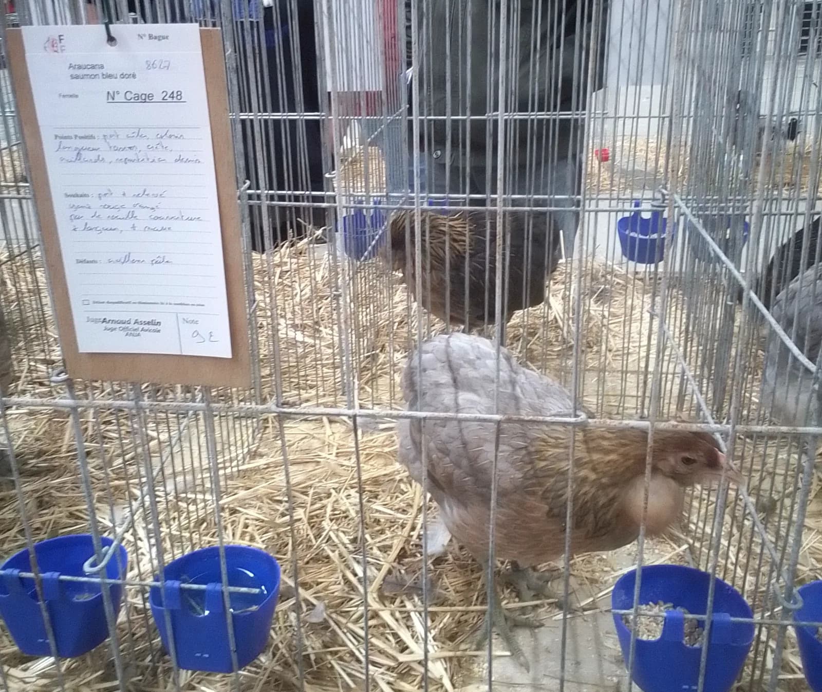 Poule Araucana qualité exposition 