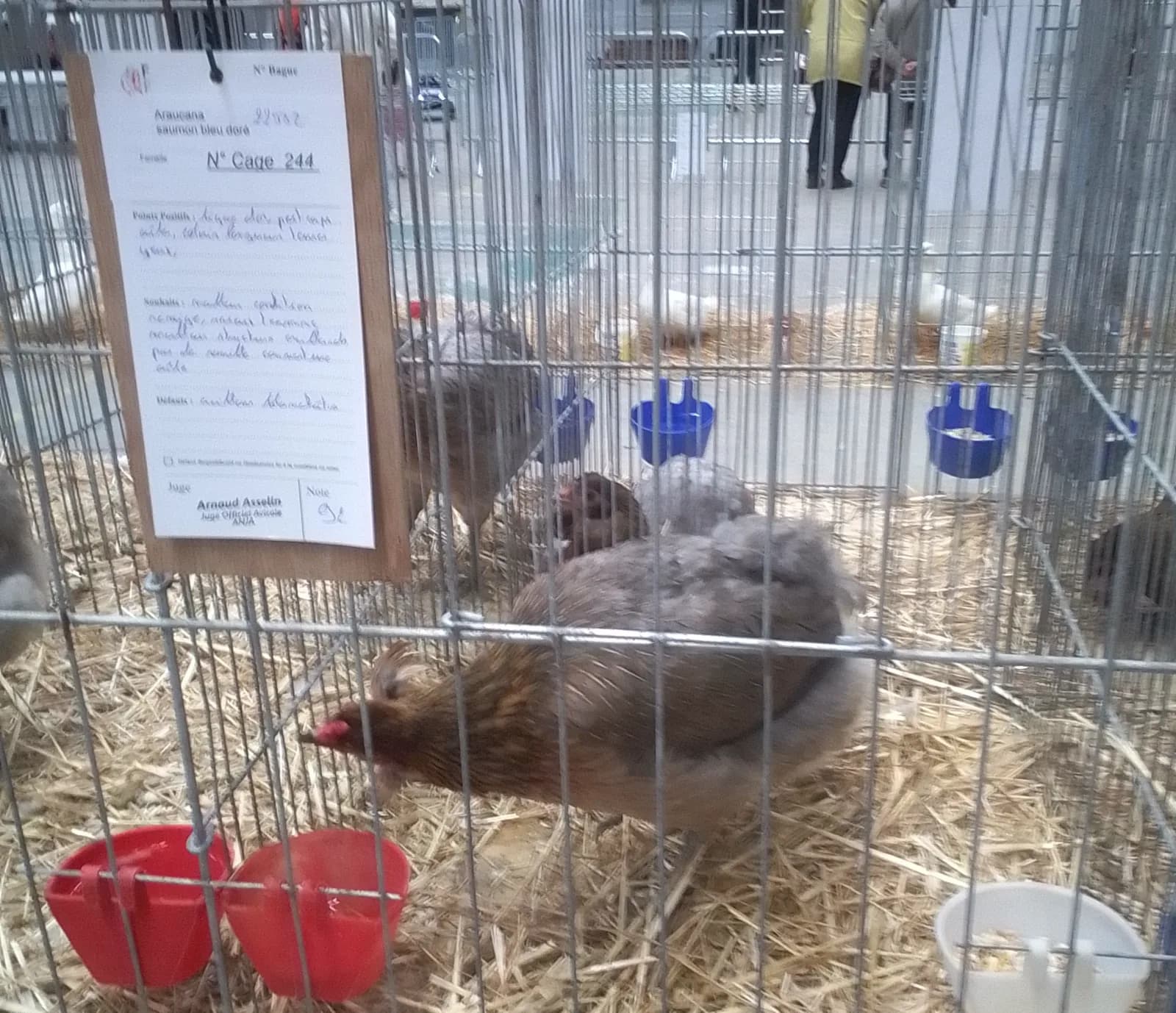 Poule Araucana qualité exposition 