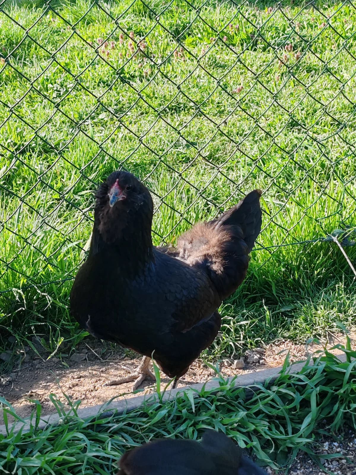 Oeufs fécondés poules Ameraucanas BBS 