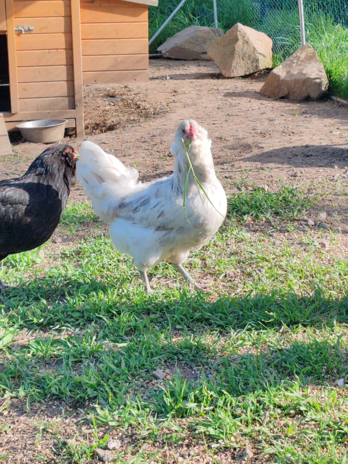 Oeufs fécondés poules Ameraucanas BBS 